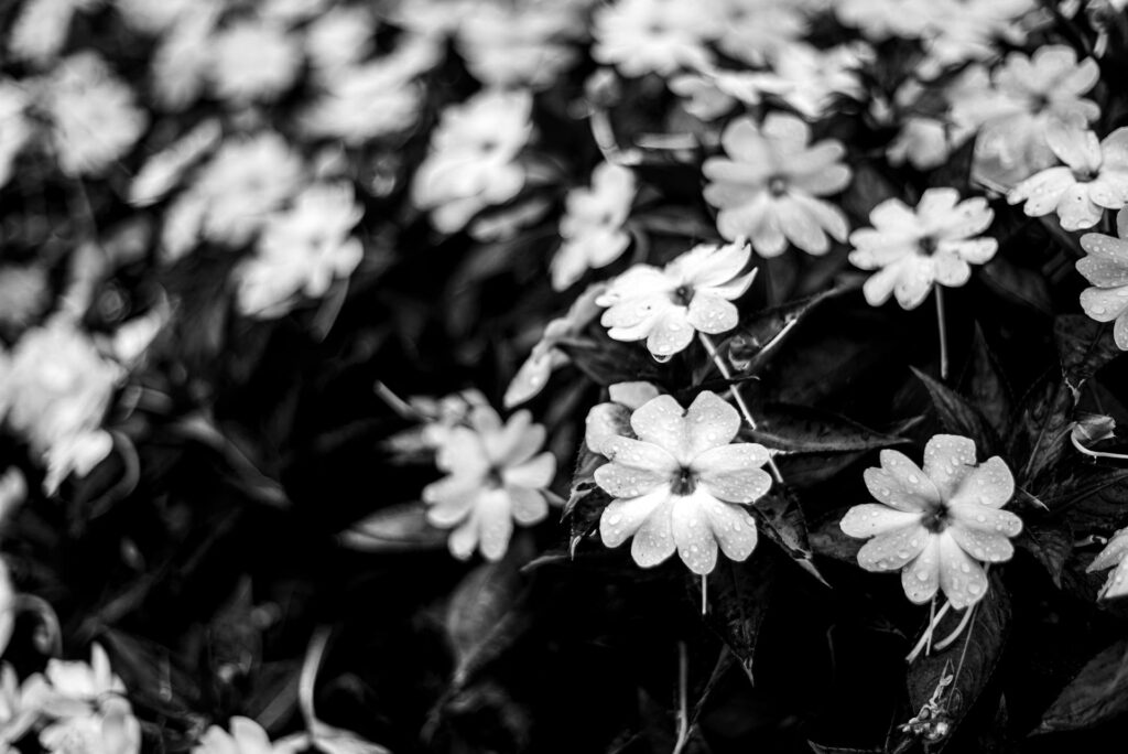 pexels alex dos santos 305643819 31332424